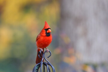 Male norther cardinal on metal structure blurry background. 