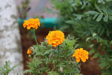 close-up macro three bright orange blossoms on a small dark green plant