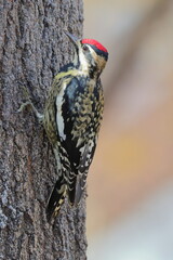 Yellow bellied sapsucker woodpecker on tree against blurry background. 