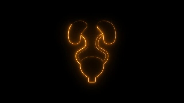 Neon, Glowing urinary system animation on black background. Urinary system anatomy isolated.