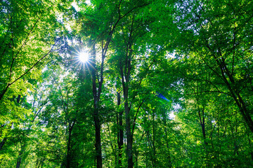 A forest with trees and sunlight shining through the leaves