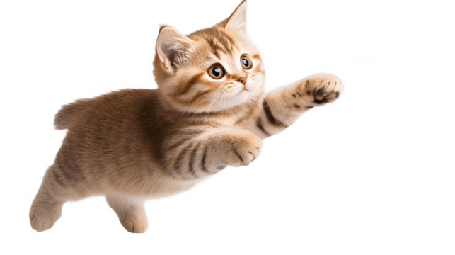 Jumping Scottish Fold Cat Isolated on Transparent Background Cutout