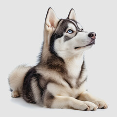 Fototapeta premium Majestic Siberian Husky with Striking Blue Eyes Lying Gracefully on a Neutral Background, Exhibiting a Calm and Loyal Demeanor in a Studio Setting