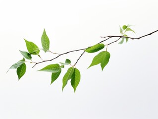 Fototapeta premium fresh green leaves on a branch against a light background