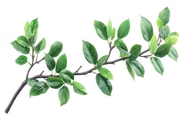 Fototapeta premium Excellent quality, solitary tree branch with green leaves on a white backdrop. Generative Ai