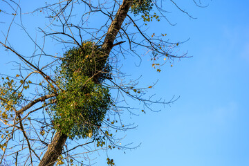 A tree with moss growing on it and a blue sky in the background