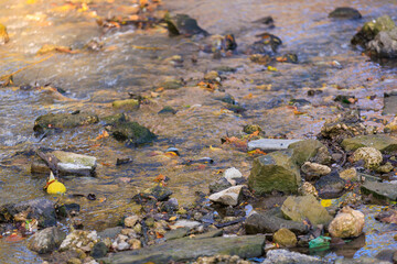 A stream with rocks and leaves floating in it