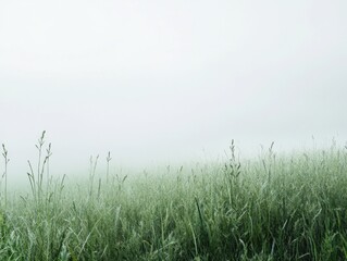 misty grass landscape in soft light
