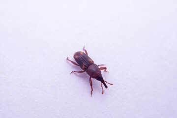 macro photo of sitophilus oryzae