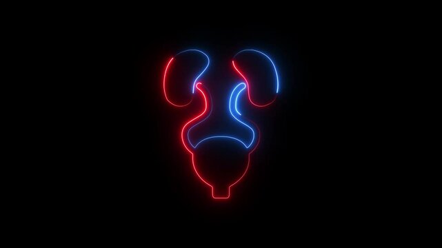Neon, Glowing urinary system animation on black background. Urinary system anatomy isolated.