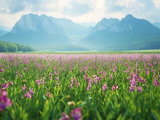 Obraz premium Vast Orchid Field, Majestic Mountain View, Radiant Spring Atmosphere