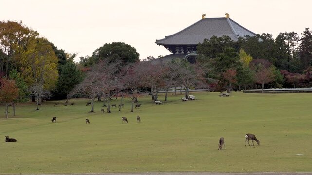秋の奈良公園春日野園地と鹿の群れ