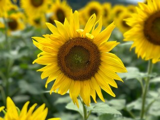 field of sunflowers