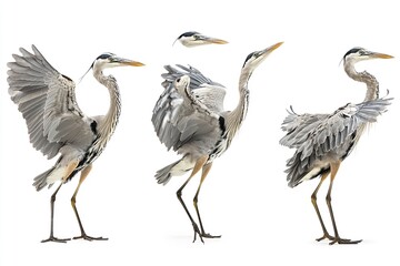 Obraz premium Excellent quality heron bundle picture standing and flying alone on a white backdrop. Generative Ai