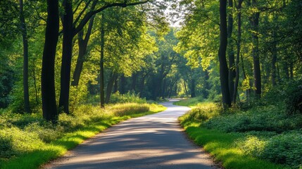 Obraz premium Sunlit road winding through a lush green forest with tall trees on both sides.