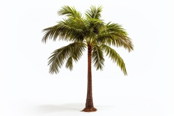 tropical palm tree isolated on a white background