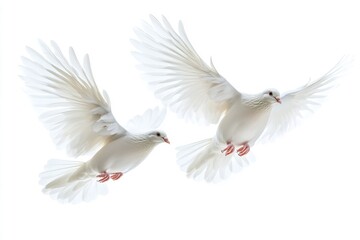 Obraz premium Beautiful, high-quality white doves flying alone against a white background. Generative Ai