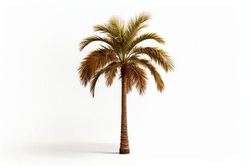 Obraz premium tropical palm tree isolated on white background