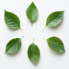 Fototapeta premium variety of green leaves arranged on a light background