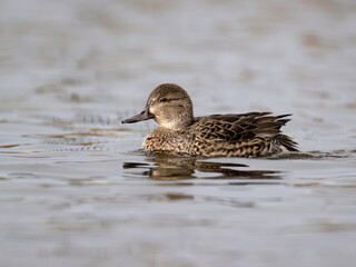 Female Green-winged Teal swimming on the pond in fall