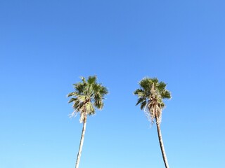 palm trees against blue sky