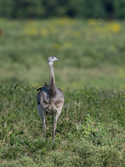 A rhea grazing in a grassy field