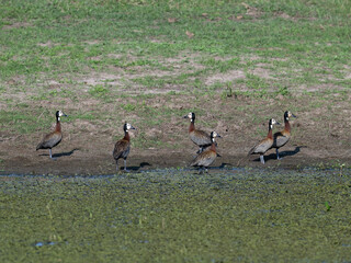 Group of white-faced whistling ducks  gathered near a pond against the earthy and grassy background