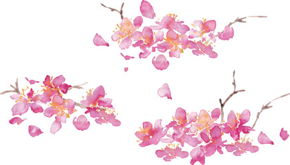 水彩画。水彩タッチの桜のベクター背景。桜の和風背景。梅の花の手書きベクターイラスト。高級感のある和風素材。Watercolor painting. Cherry blossoms vector background with watercolor touch. Cherry blossoms Japanese style background. Hand drawn vector illustra