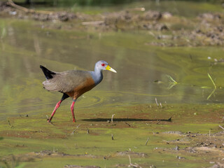 Gray-cowled Wood-Rail standing on the muddy pond