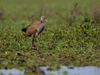 Giant Wood Rail standing in a marsh  against lush green vegetation 