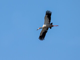 Maguari Stork in flight on blue sky