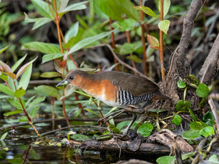 Rufous-sided Crake foraging on the marsh