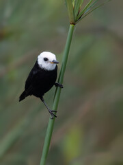 Male White-headed Marsh Tyrant perched on stem of aquatic plant