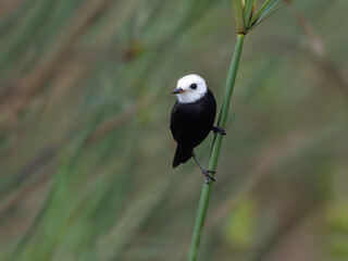 Male White-headed Marsh Tyrant perched on stem of aquatic plant