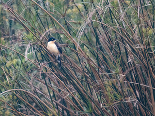 Black-capped Donacobius perched on stem of aquatic plant