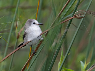 Female White-headed Marsh Tyrant perched on stem of aquatic plant