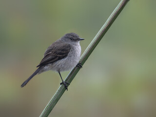 Sooty Tyrannulet perched on stem of aquatic plant