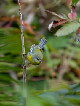 Northern Parula Warbler on tree branch in fall