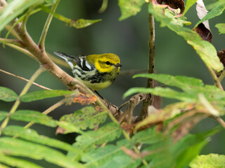 Black-throated Green Warbler on tree branch in fall