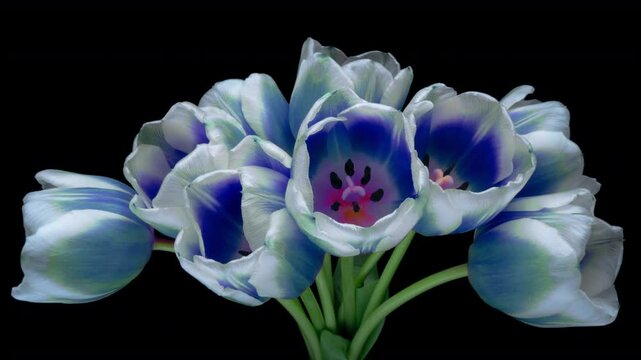 Amazing blue tulip flowers blooming on black background. Wedding backdrop, Valentine's Day concept. Mother's day, Holiday, Love, birthday