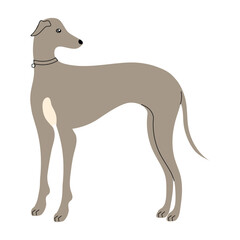 greyhound dog standing