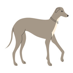 greyhound dog pet