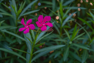 Red oleander in green grass close-up.