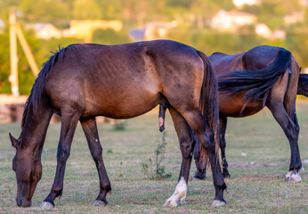 A horse with an erection in a close-up field.