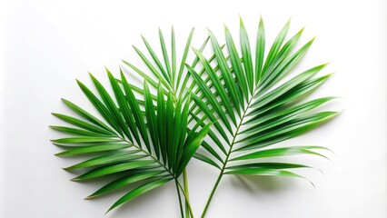 Minimalist Green Palm Leaves Isolated on White Background for Product Display, Fresh Nature Aesthetic, Creative Design Elements, Eco-Friendly Decor, Botanical Inspiration