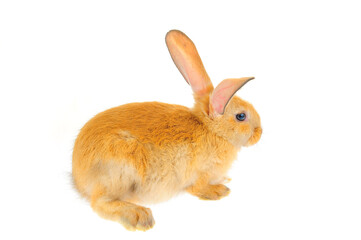 The rabbit in a white background