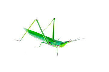 The locusts, a kind of orthoptera insects