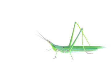 The locusts, a kind of orthoptera insects