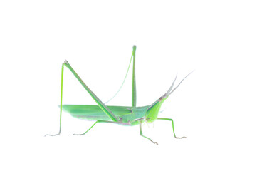 The locusts, a kind of orthoptera insects