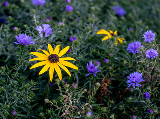 Fototapeta premium Young sunflowers in the green grass close-up.